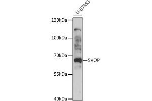 Western blot analysis of extracts of U-87MG cells, using SVOP antibody (ABIN7270664) at 1:1000 dilution. (SVOP 抗体  (AA 1-80))