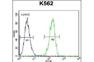 CPSF7 Antibody (C-term) (ABIN656085 and ABIN2845431) flow cytometric analysis of K562 cells (right histogram) compared to a negative control cell (left histogram). (CPSF7 抗体  (C-Term))