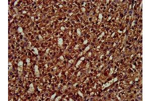 IHC image of ABIN7162805 diluted at 1:300 and staining in paraffin-embedded human adrenal gland tissue performed on a Leica BondTM system. (PPIE 抗体  (AA 86-141))