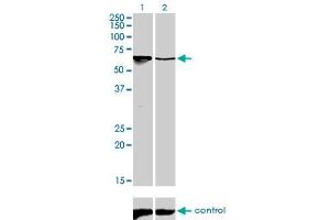 Western blot analysis of ARID3A over-expressed 293 cell line, cotransfected with ARID3A Validated Chimera RNAi (Lane 2) or non-transfected control (Lane 1). (ARID3A 抗体  (AA 317-416))