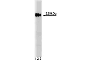 Western blot analysis of ZO-1 on a HeLa cell lysate. (TJP1 抗体  (AA 1048-1247))