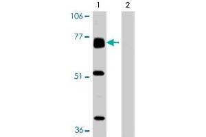 Western blot analysis of BACE2 expression in human heart tissue in the absence (Lane 1) and presence (Lane 2) of blocking peptide in BACE2 polyclonal antibody. (BACE2 抗体  (AA 496-511))