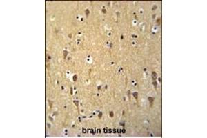 WDR73 Antibody (N-term) (ABIN651490 and ABIN2840265) immunohistochemistry analysis in formalin fixed and paraffin embedded human brain tissue followed by peroxidase conjugation of the secondary antibody and DAB staining. (WDR73 抗体  (N-Term))