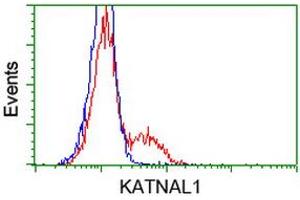 HEK293T cells transfected with either RC200828 overexpress plasmid (Red) or empty vector control plasmid (Blue) were immunostained by anti-KATNAL1 antibody (ABIN2454173), and then analyzed by flow cytometry. (KATNAL1 抗体)