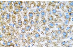 Immunohistochemistry (Paraffin-embedded Sections) (IHC (p)) image for anti-Cytochrome C Oxidase Subunit VIa Polypeptide 1 (COX6A1) antibody (ABIN7260863)
