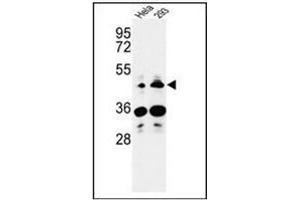 Western blot analysis of HS3ST2 Antibody (C-term) Cat. (HS3ST2 抗体  (C-Term))
