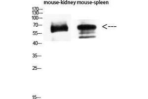 Western Blot (WB) analysis of Mouse Kidney Mouse Spleen using CD19 Polyclonal Antibody diluted at 1:1500. (CD19 抗体  (Internal Region))