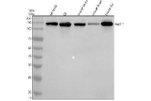 Western blot analysis of TAS1R1 using anti-TAS1R1 antibody (ABIN7825919).