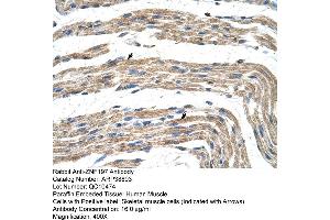 Human Muscle (ZNF197 抗体  (N-Term))