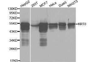 Western blot analysis of extracts of various cell lines, using KRT8 antibody (ABIN5970401) at 1/1000 dilution. (KRT8 抗体)