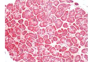 Immunohistochemistry (IHC) image for anti-Prostaglandin E Receptor 4 (Subtype EP4) (PTGER4) (C-Term) antibody (ABIN1049258)
