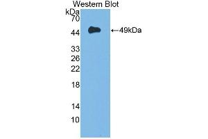 Detection of Recombinant DAG1, Mouse using Polyclonal Antibody to Dystrophin Associated Glycoprotein 1 (DAG1) (Dystroglycan 抗体  (AA 28-406))