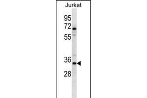 OR2G3 Antibody (C-term) (ABIN657191 and ABIN2846314) western blot analysis in Jurkat cell line lysates (35 μg/lane). (OR2G3 抗体  (C-Term))