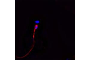 Immunofluorescence (IF) image for anti-Cathelicidin Antimicrobial Peptide (CAMP) antibody (ABIN571374)