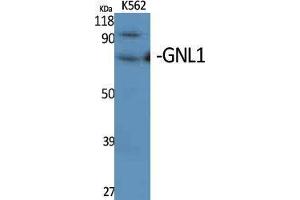 Western Blotting (WB) image for anti-Guanine Nucleotide Binding Protein Like Protein 1 (GNL1) (N-Term) antibody (ABIN3184818) (GNL1 抗体  (N-Term))