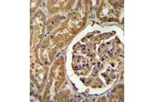 Immunohistochemistry analysis in formalin fixed and paraffin embedded human kidney tissue reacted with MOGT1 Antibody (C-term) followed by peroxidase conjugation of the secondary antibody and DAB staining. (MOGAT1 抗体  (C-Term))