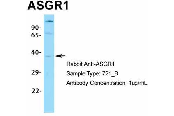 Asialoglycoprotein Receptor 1 抗体  (N-Term)