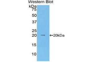 Western Blotting (WB) image for anti-KIT Ligand (KITLG) (AA 24-247) antibody (FITC) (ABIN1860499) (KIT Ligand 抗体  (AA 24-247) (FITC))