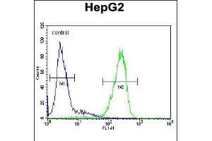 Flow cytometric analysis of HepG2 cells (right histogram) compared to a negative control cell (left histogram). (LMF2 抗体  (C-Term))