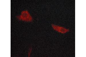 ABIN6268862 staining lovo cells by ICC/IF. (WNT1 抗体  (C-Term))