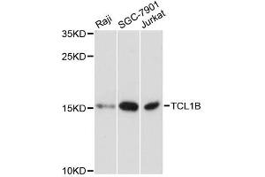 Western blot analysis of extracts of various cell lines, using TCL1B antibody. (TCL1B 抗体  (AA 1-128))
