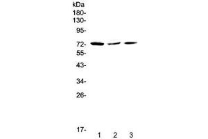 Western blot testing of human 1) HeLa, 2) MCF7 and 3) A375 cell lysate with TORC2 antibody at 0. (CRTC2 抗体)