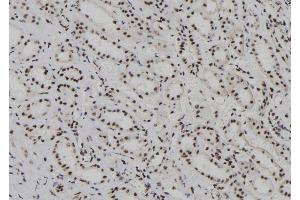 ABIN6278236 at 1/100 staining Human kidney tissue by IHC-P. (HDLBP 抗体  (N-Term))
