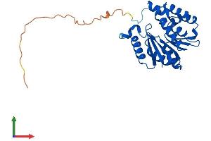 Protein Structure (PS) image for Catechol-O-Methyltransferase Domain Containing 1 (COMTD1) (AA 1-262) protein (His tag) (ABIN7558678)