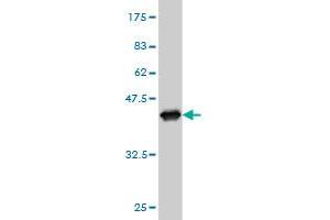 Western Blot detection against Immunogen (37. (HADH 抗体  (AA 205-314))