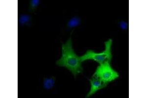 Immunofluorescence (IF) image for anti-Dynein, Cytoplasmic 1, Light Intermediate Chain 1 (DYNC1LI1) antibody (ABIN1497931) (DYNC1LI1 抗体)