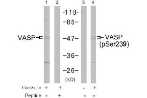 Image no. 2 for anti-Vasodilator-Stimulated phosphoprotein (VASP) (pSer239) antibody (ABIN196882) (VASP 抗体  (pSer239))