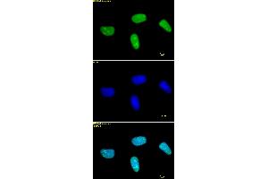 Histone H3 dimethyl Lys27 antibody tested by immunofluorescence.