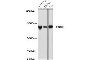 Western blot analysis of extracts of various cell lines, using Smad4 antibody (ABIN7270340) at 1:1000 dilution. (SMAD4 抗体)