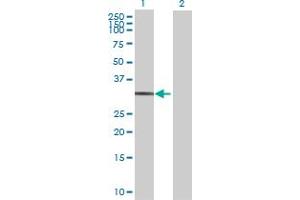 Western Blot analysis of STX12 expression in transfected 293T cell line by STX12 MaxPab polyclonal antibody. (Syntaxin 12 抗体  (AA 1-276))