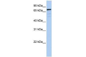 GOLGA5 antibody used at 1 ug/ml to detect target protein. (GOLGA5 抗体  (N-Term))