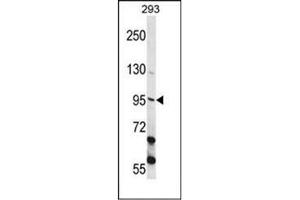 Western blot analysis of ECT2 Antibody  in 293 cell line lysates (35ug/lane). (ECT2 抗体  (Middle Region))