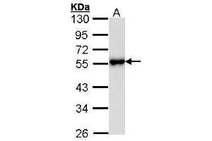 WB Image Sample (30 ug of whole cell lysate) A: Hela 10% SDS PAGE antibody diluted at 1:1000 (KISS1R 抗体)