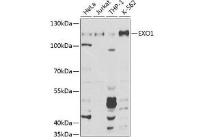 Western blot analysis of extracts of various cell lines, using EXO1 Antibody (ABIN6129824, ABIN6140356, ABIN6140357 and ABIN6219087) at 1:1000 dilution.