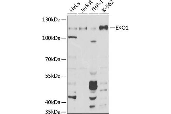 Exonuclease 1 Antikörper  (AA 601-846)