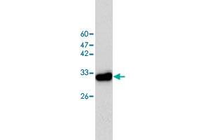 Western blot analysis of HeLa whole cell lystae with CAPZA1 monoclonal antibody, clone 2  at 1:1000 dilution. (CAPZA1 抗体)