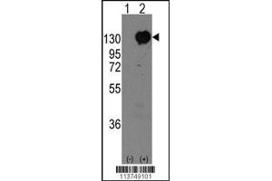 Western blot analysis of CDH15 using rabbit polyclonal CDH15 Antibody using 293 cell lysates (2 ug/lane) either nontransfected (Lane 1) or transiently transfected with the CDH15 gene (Lane 2). (Cadherin 抗体  (C-Term))