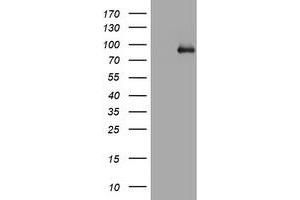 Western Blotting (WB) image for anti-Actin Filament Associated Protein 1 (AFAP1) (AA 100-386) antibody (ABIN2715792) (AFAP 抗体  (AA 100-386))