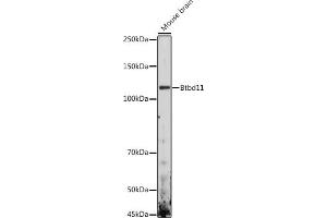 Western blot analysis of extracts of Mouse brain, using Btbd11 antibody (ABIN7265953) at 1:1000 dilution. (BTBD11 抗体)