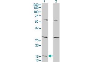 Western Blot analysis of GHRL expression in transfected 293T cell line by GHRL monoclonal antibody (M07), clone 1C8. (Ghrelin 抗体  (AA 1-117))