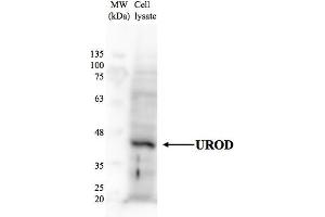 Human HepG2 (UROD 抗体  (N-Term))