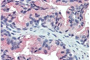 Anti-TM9SF3 antibody IHC staining of prostate, human. (TM9SF3 抗体  (Internal Region))