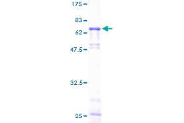 GLA Protein (AA 1-429) (GST tag)