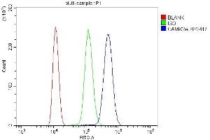 Flow Cytometry analysis of ANA-1 cells using anti-CaMKII alpha/CAMK2A antibody (ABIN7599429). (CAMK2A 抗体  (AA 1-478))