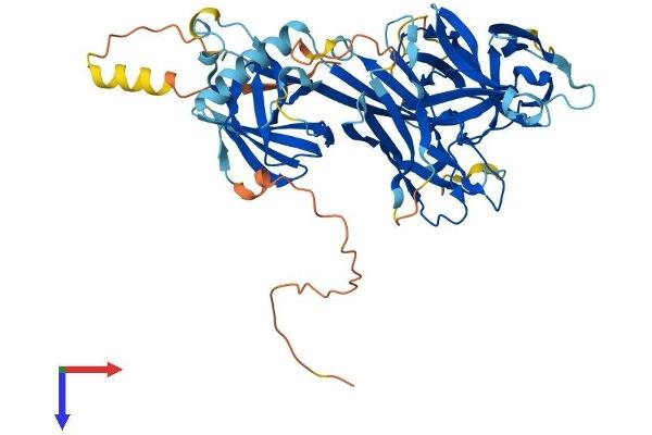 RBPJL Protein (AA 1-517) (His tag)