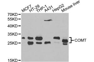 Western blot analysis of extracts of various cell lines, using COMT antibody (ABIN1871958) at 1:1000 dilution. (COMT 抗体)